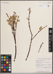 Foto von Salix discolor Muhl.